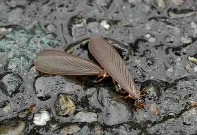 白蟻對環(huán)境條件選擇和適應